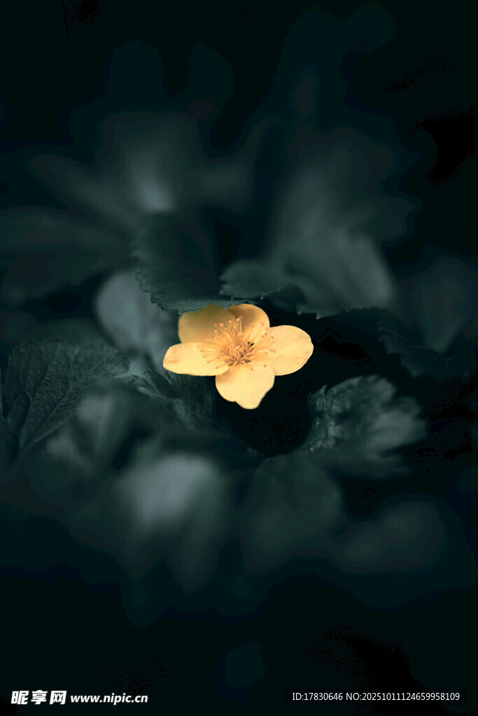 黑暗中绽放的金色小花