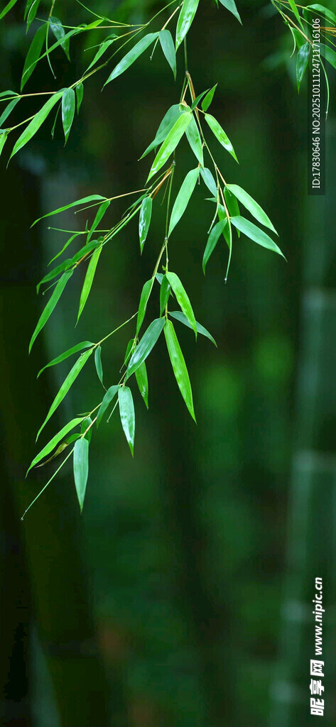 竖版壁纸