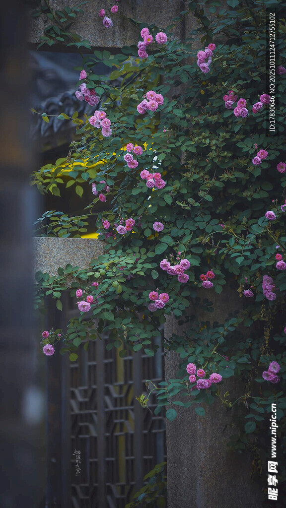 繁花攀附栅栏的美丽景致