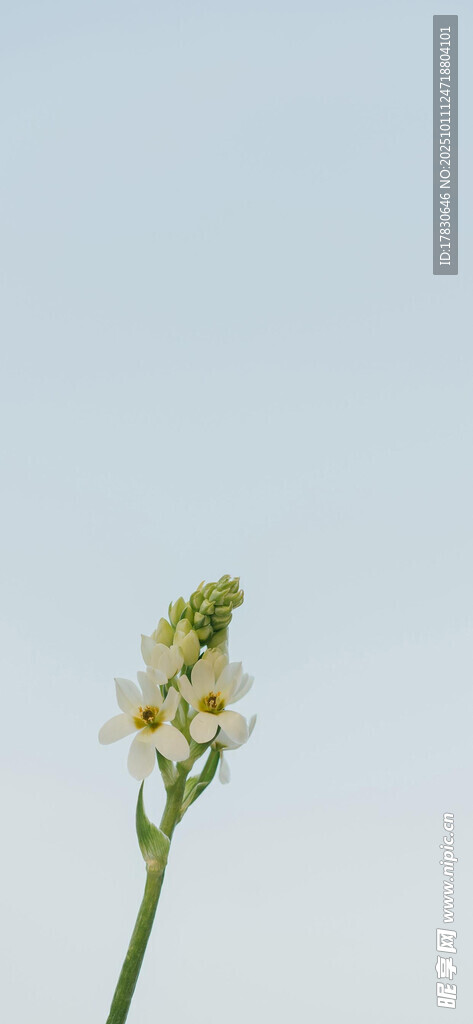 单枝小花绽放