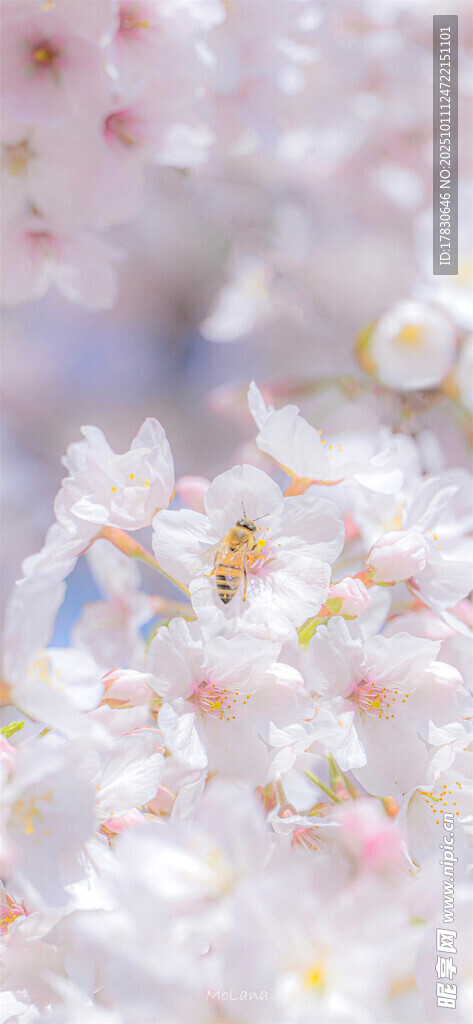 梦幻多彩小花特写