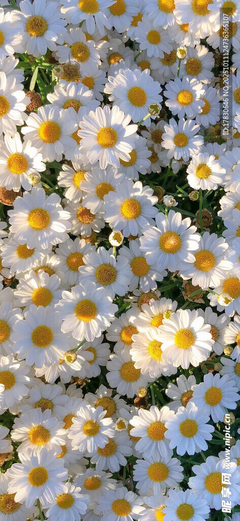 清新雏菊绽放