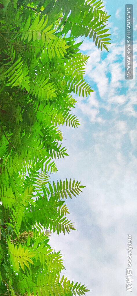 翠绿枝叶与朦胧天空之景
