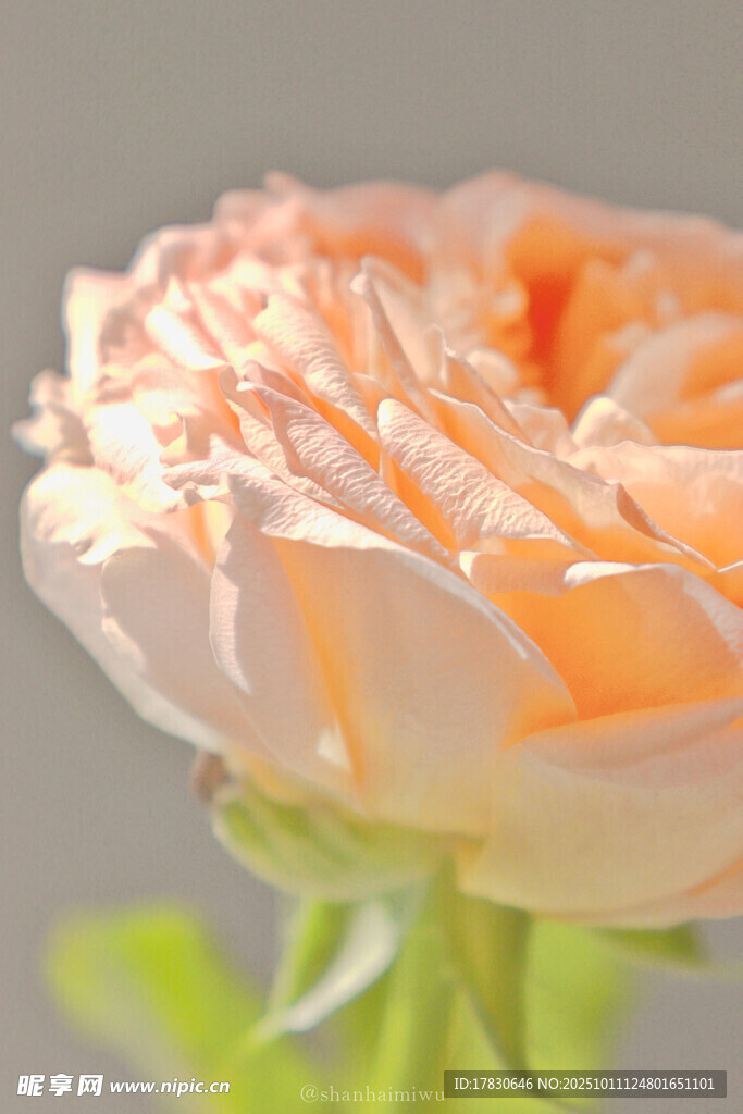 柔美橙色洋牡丹花特写