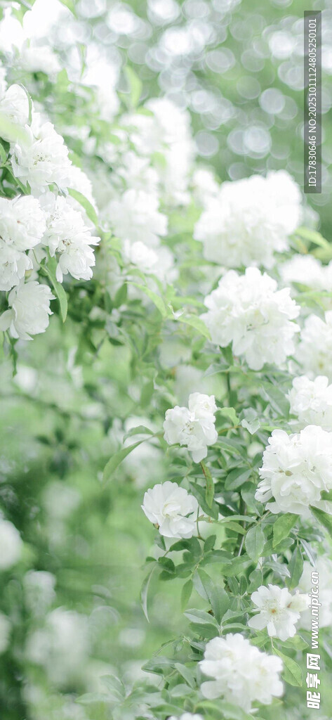 洁白繁花绽放绿意间