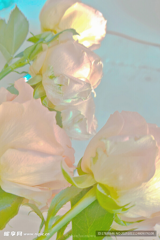 柔美绽放的娇艳白色花朵