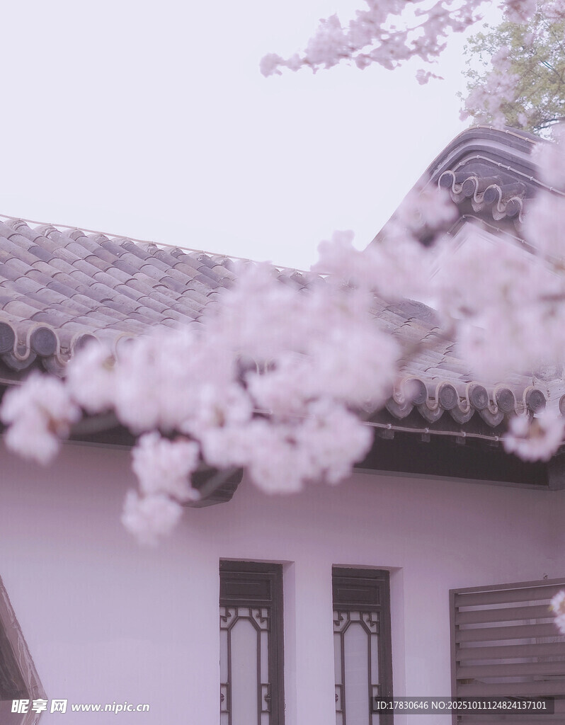粉樱倚古宅