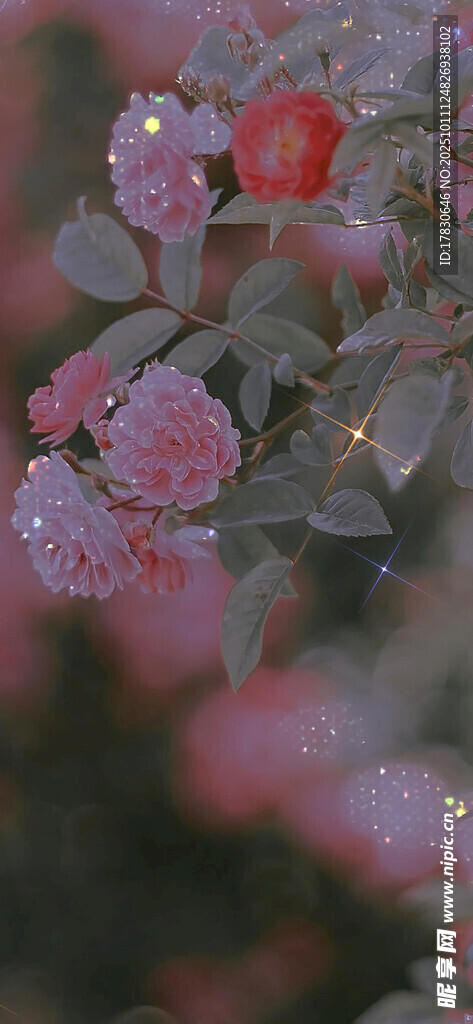 粉色繁花特写