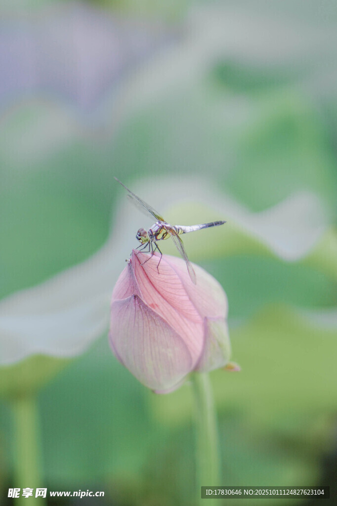 蜻蜓停驻粉色荷花
