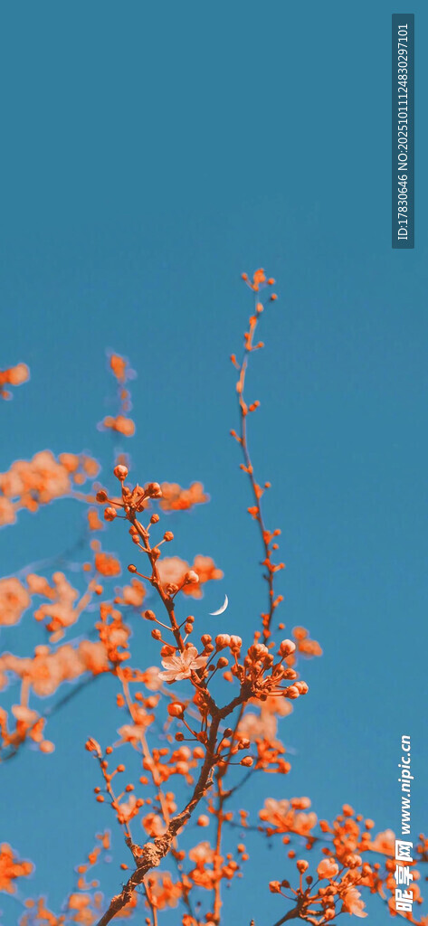 蓝天映衬下的橙黄花枝