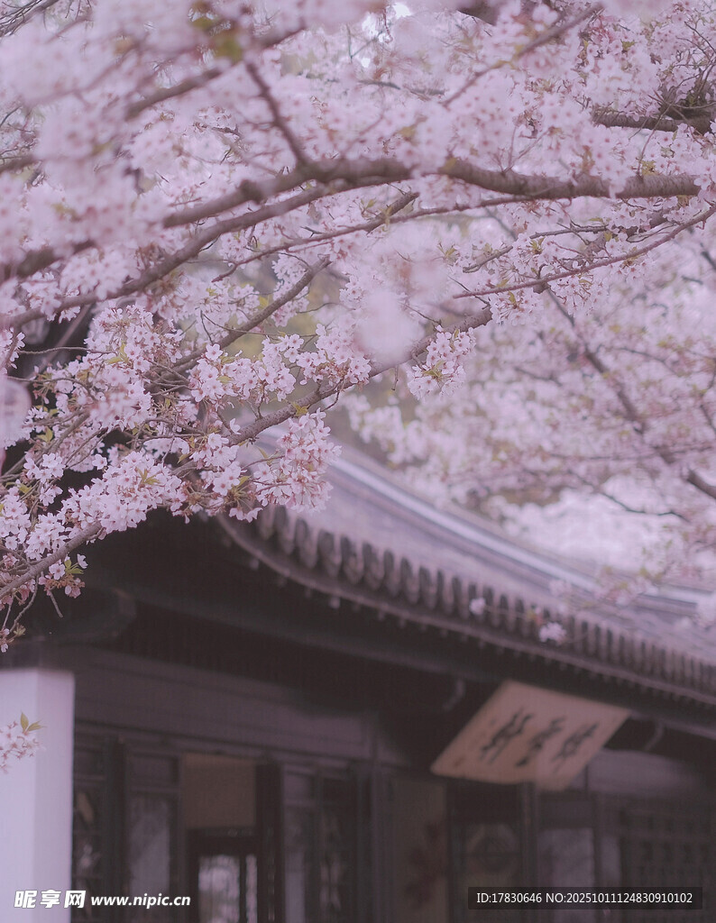 日式建筑旁盛开的樱花