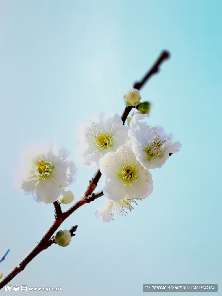 枝头绽放的洁白梅花