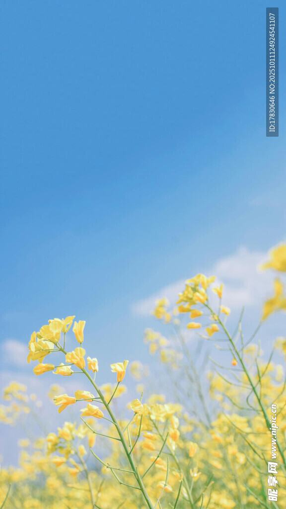 春日油菜花绽放美景