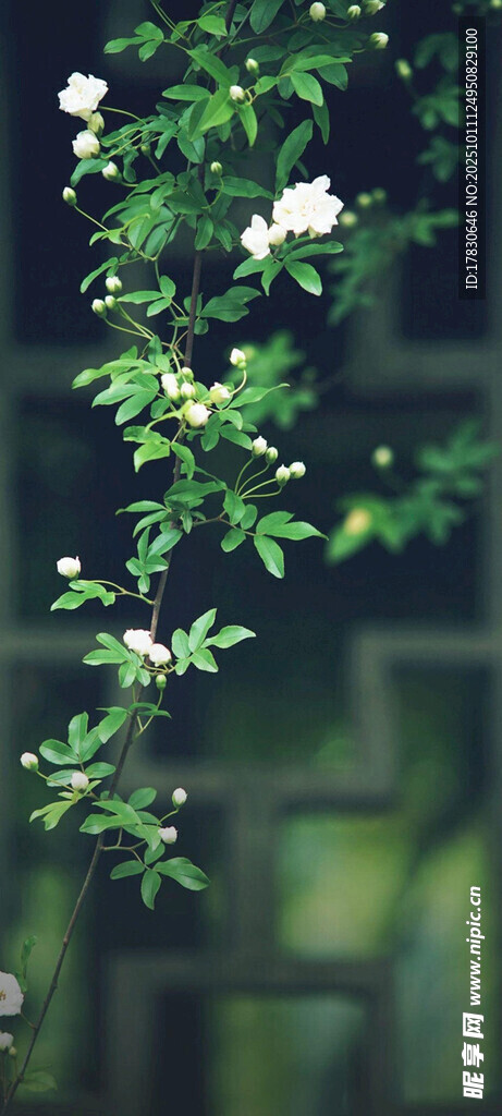 绿叶白花的清新植物景象