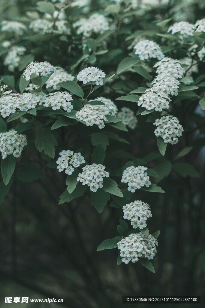 白色绣球花绽放的景致