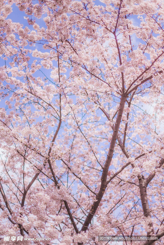 春日烂漫樱花树