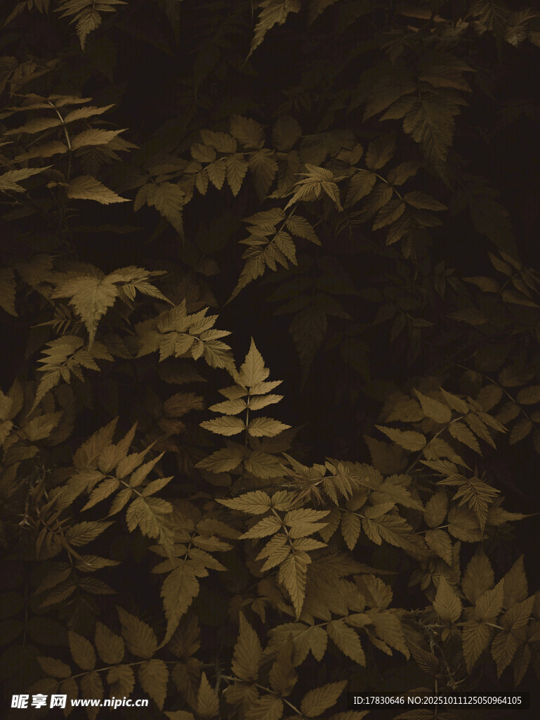 深林中的蕨类植物景观