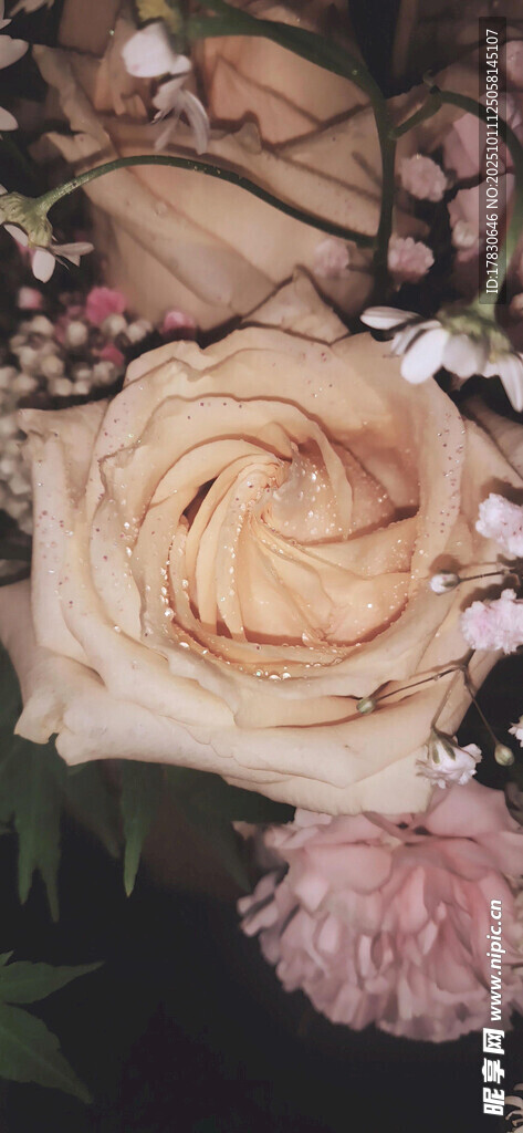 柔美花卉组合
