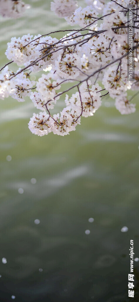 雪覆花枝美如画