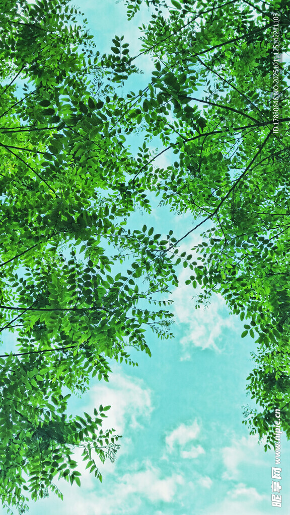 仰视绿树蓝天美景