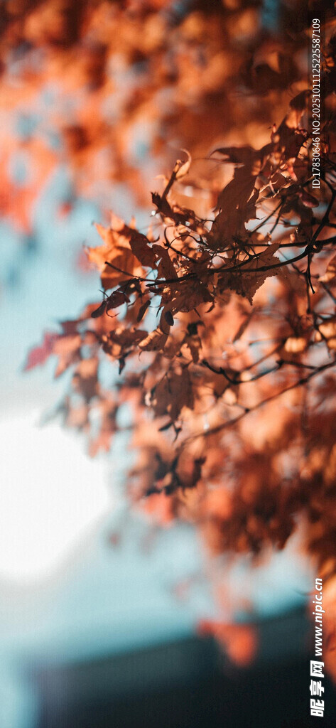 秋日红枫叶景