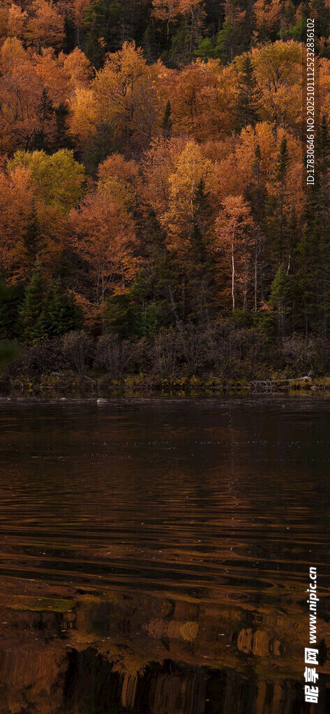 秋日湖畔斑斓树林美景