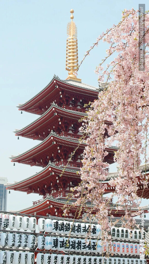 东京浅草寺旁烂漫樱花景