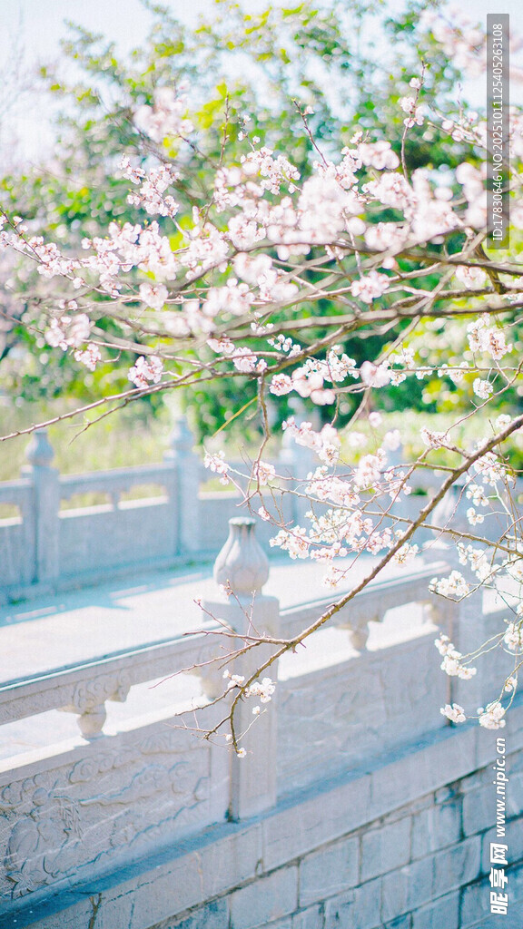 春日烂漫樱花景