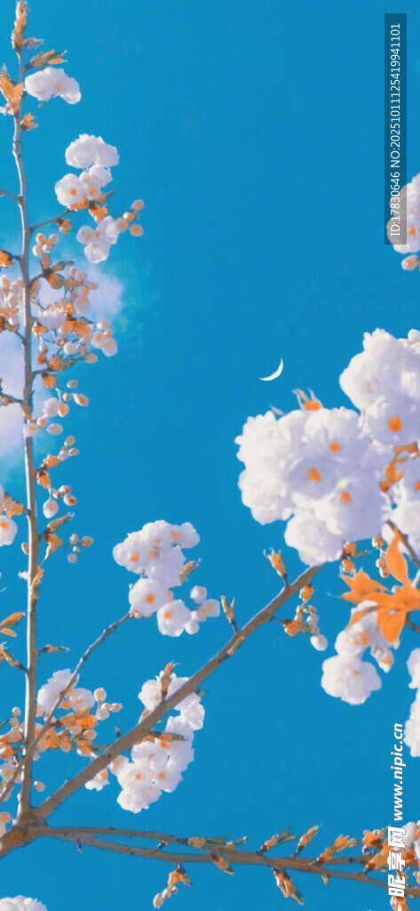 蓝天映衬下的绽放花枝