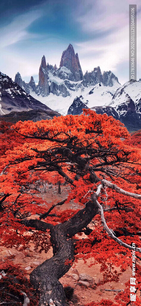 秋日红树映雪山美景