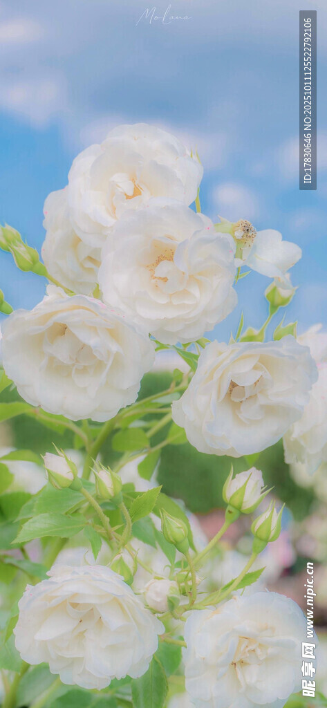 清新白色花卉绽放