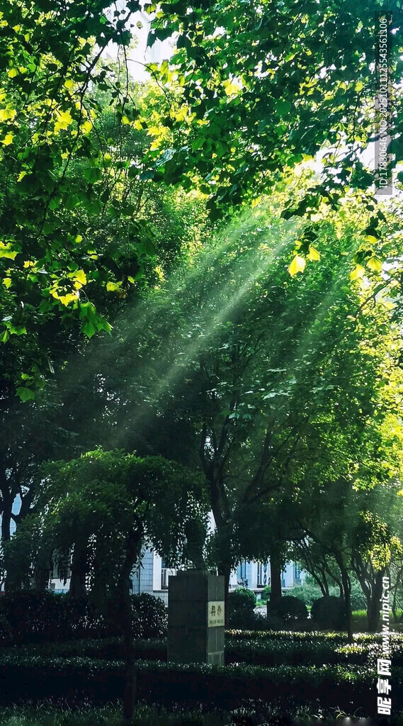 林间阳光洒落的静谧美景