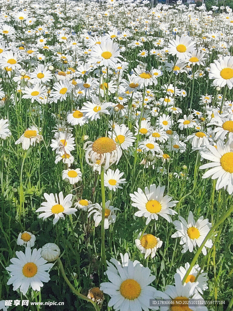 雏菊花海绽放美丽