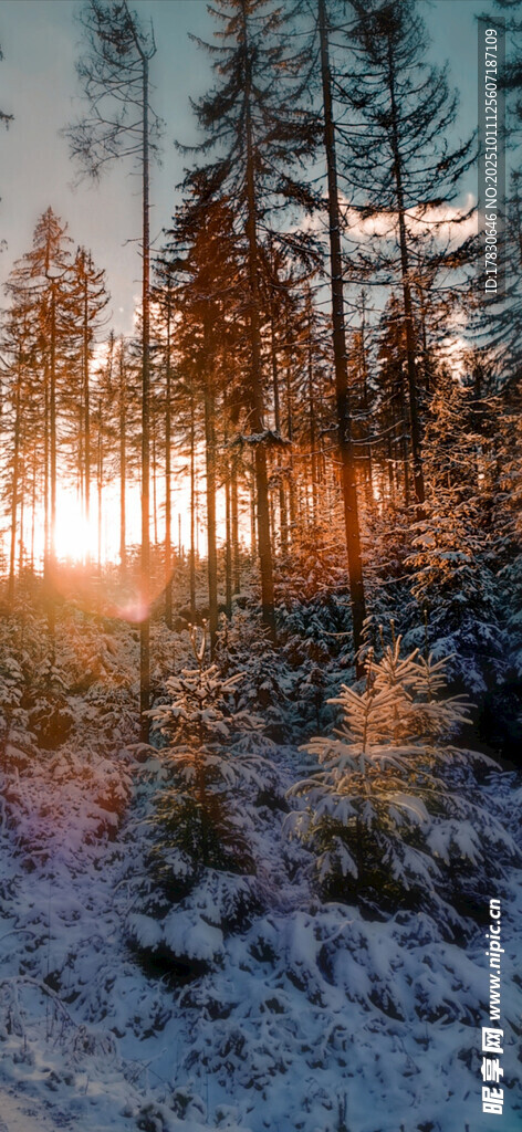 冬日雪林日出美景