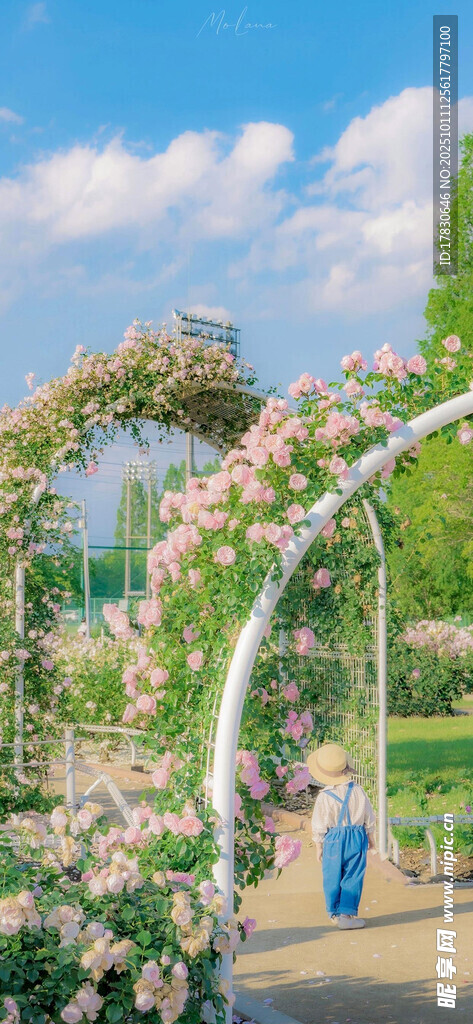 浪漫花卉拱门装点户外美景