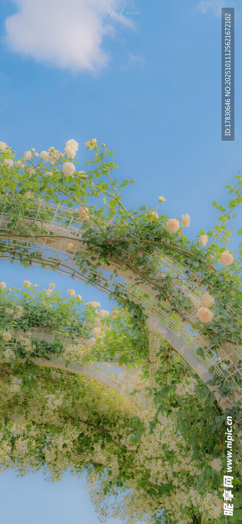 弯曲绿植映蓝天
