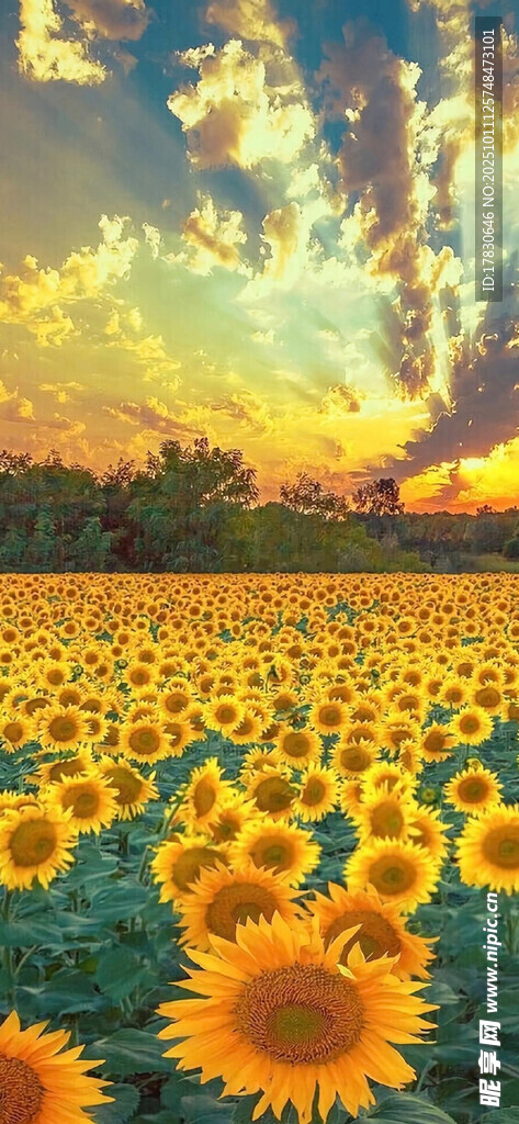 夕阳下的向日葵花海