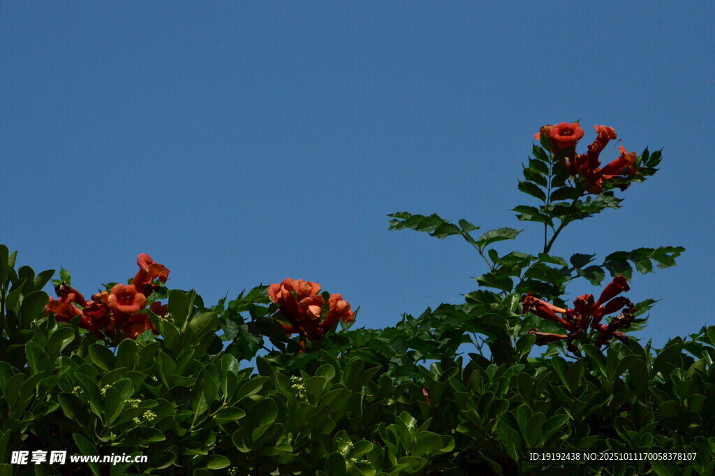  凌霄花  