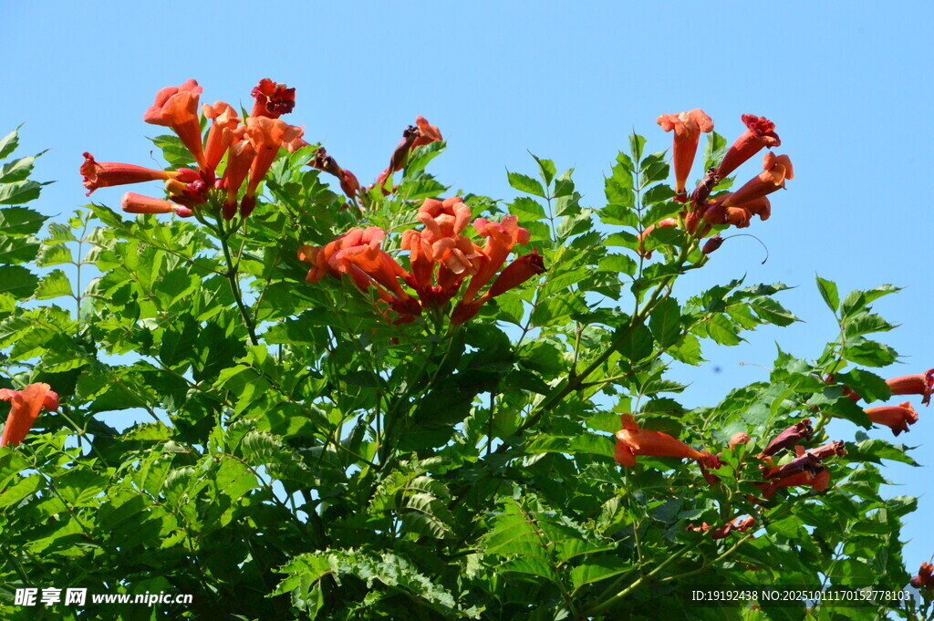  凌霄花 