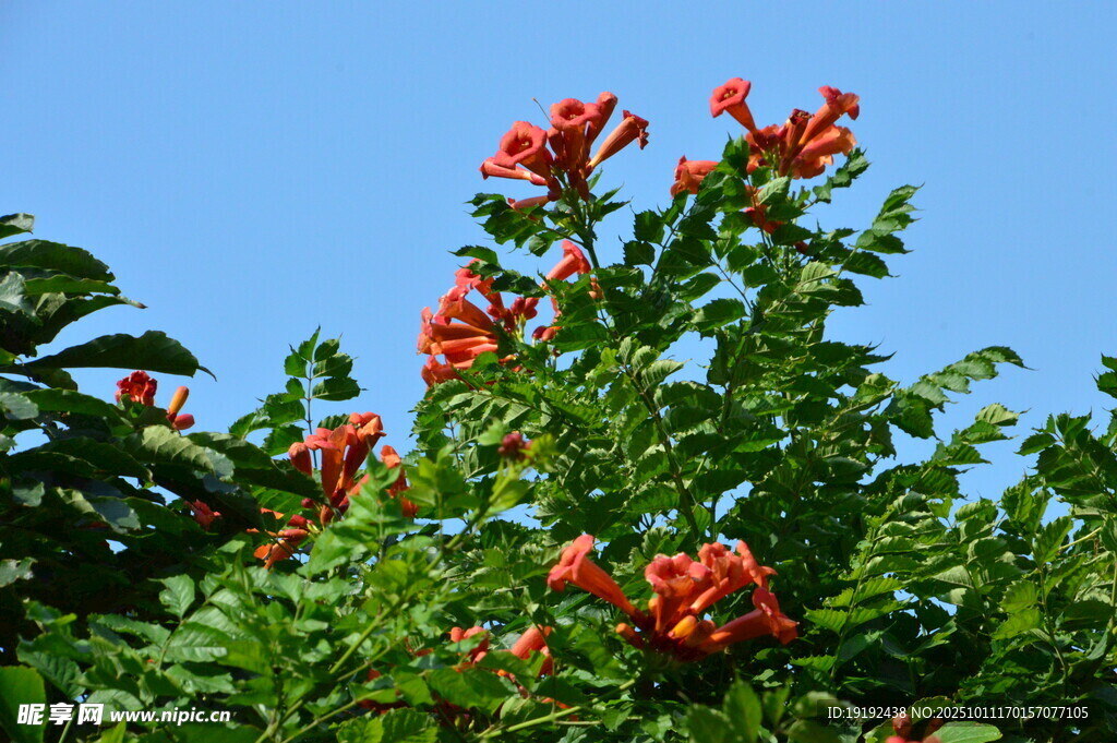  凌霄花  