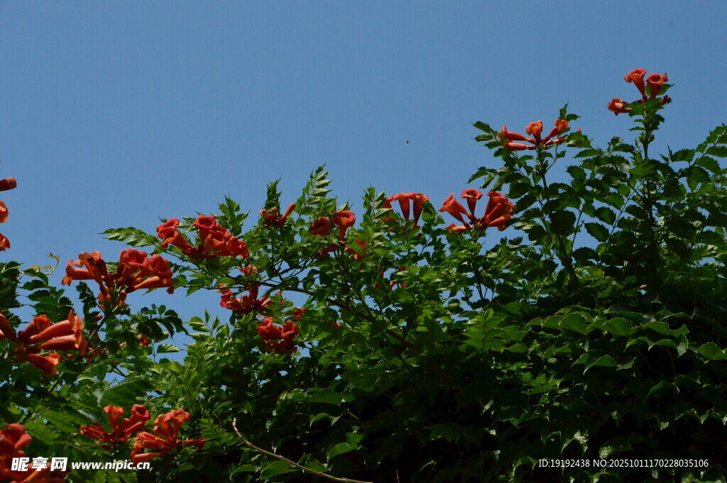  凌霄花  