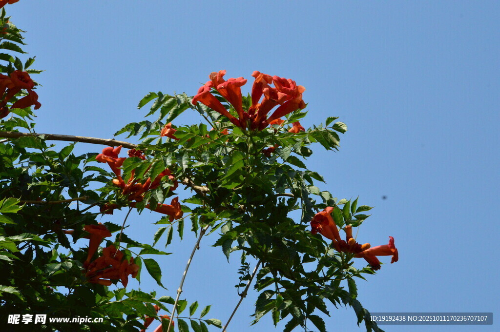  凌霄花  