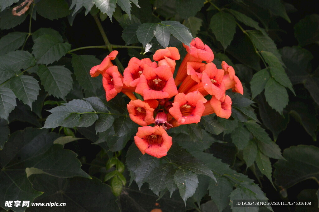  凌霄花  