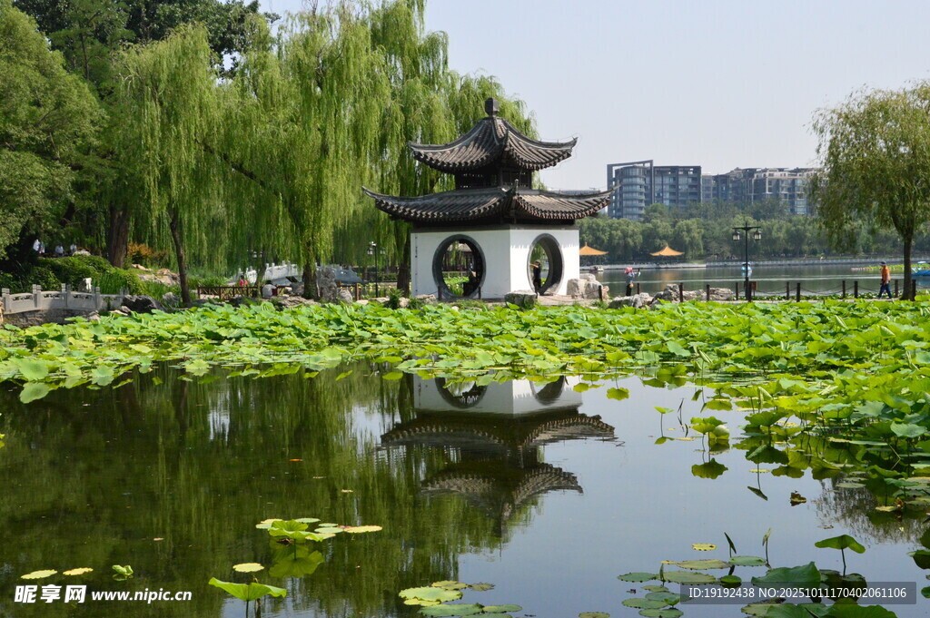 荷塘荷叶  