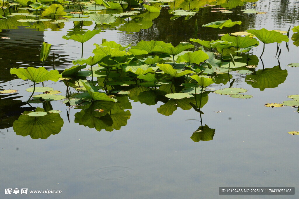 荷塘荷叶 