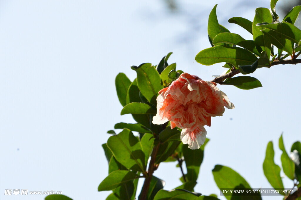石榴花 