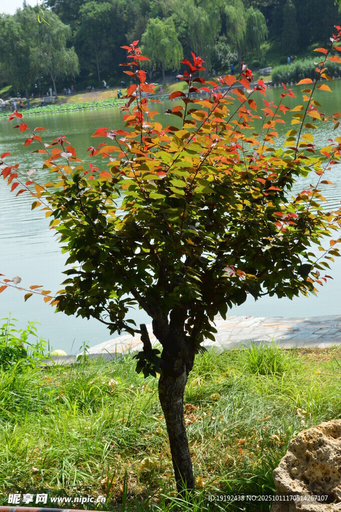 树枝树叶 
