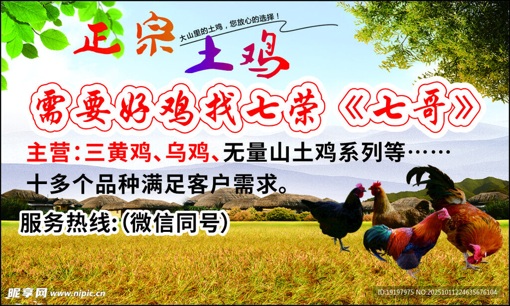 土鸡名片