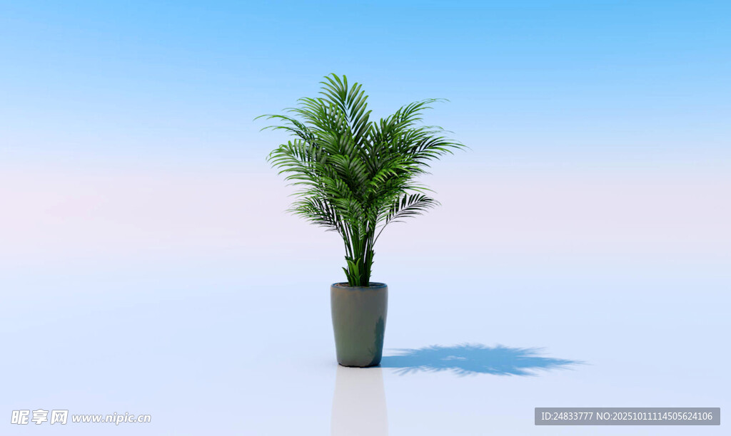 盆栽棕榈树于简洁背景中