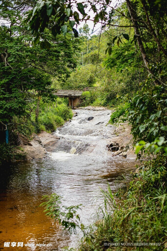 林间潺潺溪流美景